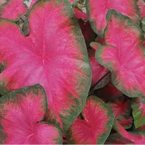 2 Pink Bicolor Caladium Bulbs - Tropical Shade-Loving Foliage for Gardens and Containers