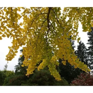 Ginkgo Biloba Tree - Bare Root Maidenhair Tree - 18 to 24 Inches Tall