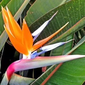 Strelitzia Reginae Orange Bird of Paradise Plant Starter Live Plant 5-9 Inch Tall