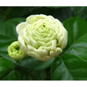 Live Grand Duke of Tuscany Jasmine Plant - 2 to 5 Inch Tall - White Blooms