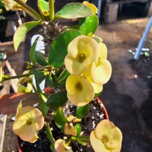 Yellow Crown of Thorns - Euphorbia Milii - 4in Pot - Drought Tolerant