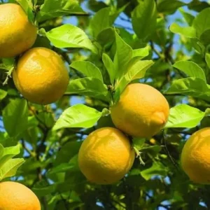 Live Lemon Tree Meyers Variety - 2-3 Inch Tall, 4 Inch Pot, Cold Hardy