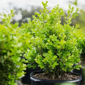 Japanese Boxwood Live 1 Gallon Plant – Evergreen Shrub, Cold-Hardy, 3 ft Height