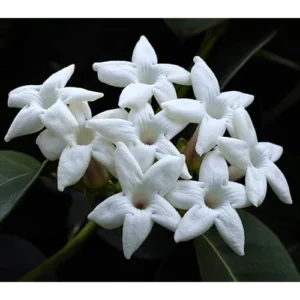 Madagascar Jasmine Plant - 2 to 3 Feet Tall, White Fragrant Bush, 3-Gallon Pot