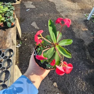 Euphorbia milii Floral Red - Pink Crown of Thorns - 2in Pot
