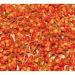 2 American Bittersweet Vine - 18 to 24 Inch Tall - Bare Root Climbing Vine for Landscaping and Garden Trellises