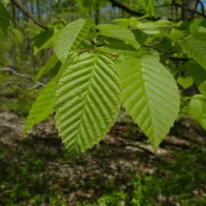 2 American Hornbeam Bareroot Seedlings 1-2’ - Hardy and Fast-Growing Tree