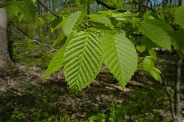 2 American Hornbeam Bareroot Seedlings 1-2’ - Hardy and Fast-Growing Tree