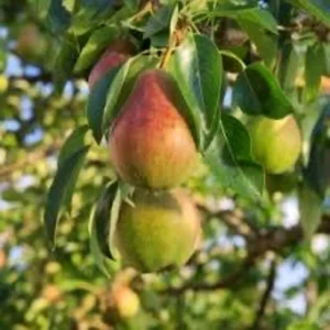 2 Ayers Sugar Pear Tree 2-3 Feet Sweet Yellow Fruit Live Tree