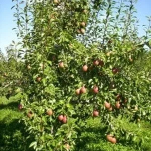 2 Ayers Sugar Pear Tree 2-3 Feet Sweet Yellow Fruit Live Tree