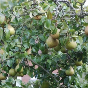 2 Ayers Sugar Pear Tree 2-3 Feet Sweet Yellow Fruit Live Tree