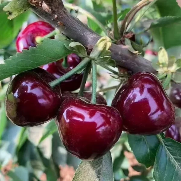 2 Black Rum Cherry Trees 2 Feet Tall Sweet Fruit Ready to Plant, Mountain Cherry