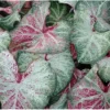 2 Caladium Bulbs - Peppermint Variety - Green and Pink Foliage - Tropical Tuber
