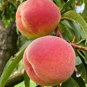 2 Elberta Peach Trees 2-3 Feet Tall Live Semi-Dwarf Self Pollinating Easy Grow