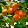 2 Live American Persimmon Trees 12-18 Inch Tall Sweet Native Fruit Attract Deer