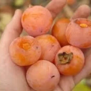 2 Live American Persimmon Trees 12-18 Inch Tall Sweet Native Fruit Attract Deer