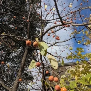 2 Live American Persimmon Trees 12-18 Inch Tall Sweet Native Fruit Attract Deer