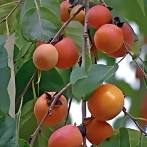 2 Live American Persimmon Trees 2 Feet Tall – Sweet Fruit, Fall Harvest, Self-Fertile