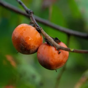 2 Live American Persimmon Trees 2 Feet Tall – Sweet Fruit, Fall Harvest, Self-Fertile