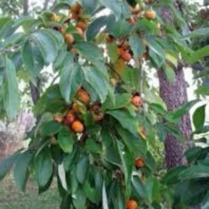 2 Live American Persimmon Trees 2 Feet Tall – Sweet Fruit, Fall Harvest, Self-Fertile