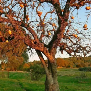2 Live American Persimmon Trees 2 Feet Tall – Sweet Fruit, Fall Harvest, Self-Fertile
