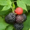2 Live Black Raspberry Plants 2 Feet Tall Sweet Berries Fast Growing FREE Shipping
