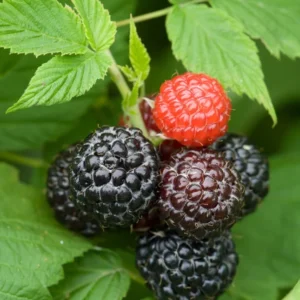 2 Live Black Raspberry Plants 2 Feet Tall Sweet Berries Fast Growing FREE Shipping