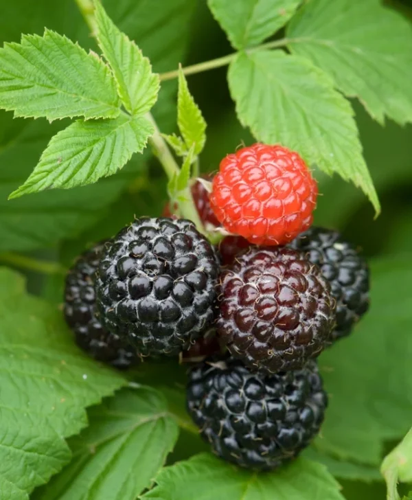 2 Live Black Raspberry Plants 2 Feet Tall Sweet Berries Fast Growing FREE Shipping