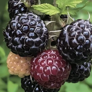 2 Live Black Raspberry Plants 2 Feet Tall Sweet Berries Fast Growing FREE Shipping