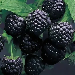 2 Live Black Raspberry Plants 2 Feet Tall Sweet Berries Fast Growing FREE Shipping
