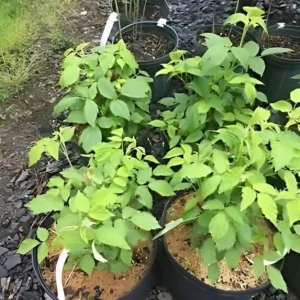 2 Live Black Raspberry Plants 2 Feet Tall Sweet Berries Fast Growing FREE Shipping