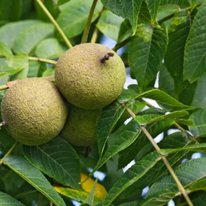 2 Live Black Walnut Trees 2 Feet Tall High-Quality Hardwood, Delicious Nuts