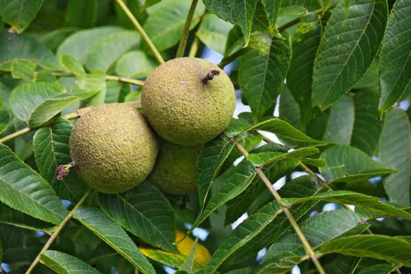 2 Live Black Walnut Trees 2 Feet Tall High-Quality Hardwood, Delicious Nuts