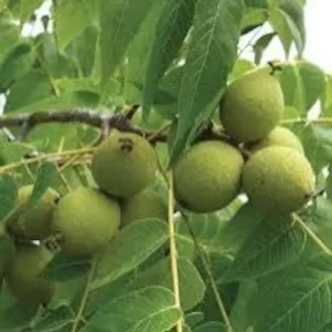 2 Live Black Walnut Trees 2 Feet Tall High-Quality Hardwood, Delicious Nuts