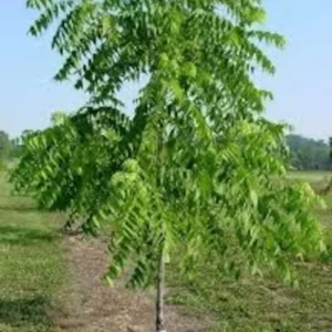 2 Live Black Walnut Trees 2 Feet Tall High-Quality Hardwood, Delicious Nuts