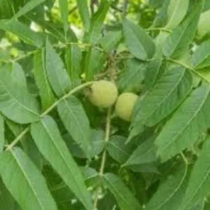 2 Live Black Walnut Trees 2 Feet Tall High-Quality Hardwood, Delicious Nuts