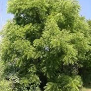 2 Live Black Walnut Trees 2 Feet Tall High-Quality Hardwood, Delicious Nuts