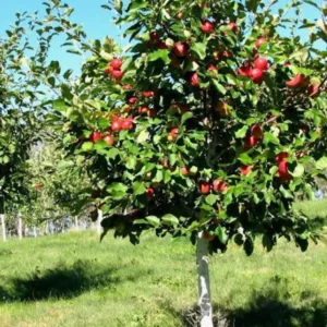 2 Live FUJI Apple Trees 2 Feet Tall Semi-Dwarf Sweet Tangy Apples