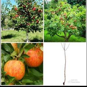 2 Live FUJI Apple Trees 2 Feet Tall Semi-Dwarf Sweet Tangy Apples