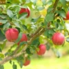 2 Live Honeycrisp Apple Trees 2 Feet Tall – Sweet Fruit, Semi-Dwarf, Bare Root