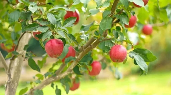 2 Live Honeycrisp Apple Trees 2 Feet Tall – Sweet Fruit, Semi-Dwarf, Bare Root