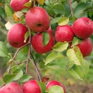 2 Live Honeycrisp Apple Trees 2 Feet Tall – Sweet Fruit, Semi-Dwarf, Bare Root