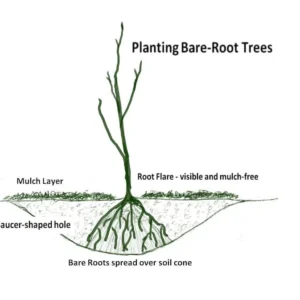 2 Live Honeycrisp Apple Trees 2 Feet Tall – Sweet Fruit, Semi-Dwarf, Bare Root