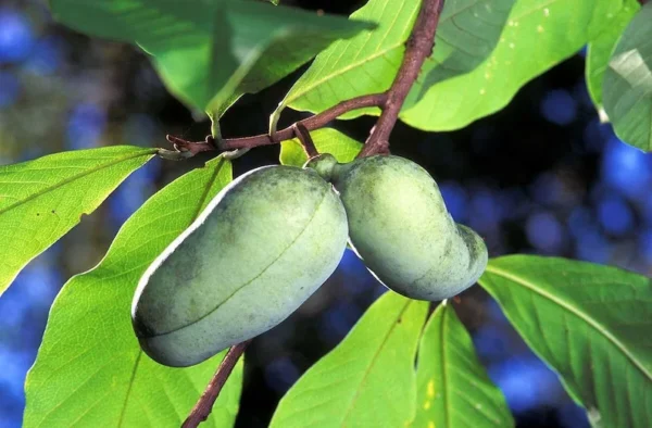 2 Live Large Paw Paw Plant 2 Feet Tall – Exotic Custard Fruit, Hardy & Native