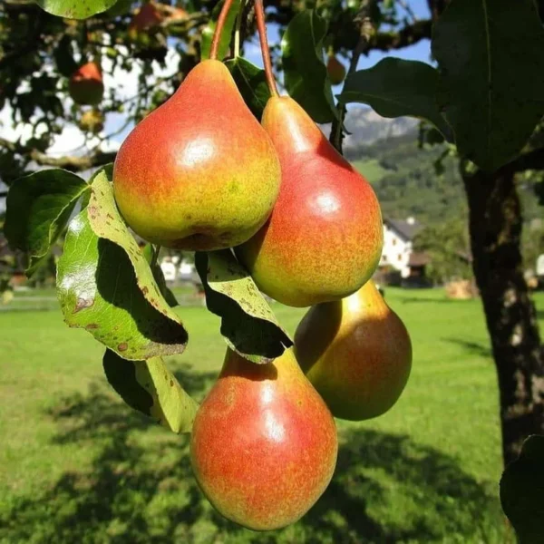 2 Live Moonglow Pear Trees 2-3 Feet Tall – Sweet Yellow-Red Blush Fruit, Live Saplings