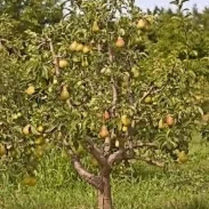 2 Live Moonglow Pear Trees 2-3 Feet Tall – Sweet Yellow-Red Blush Fruit, Live Saplings