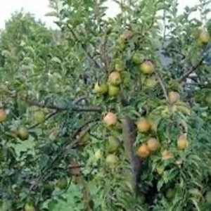 2 Live Moonglow Pear Trees 2-3 Feet Tall – Sweet Yellow-Red Blush Fruit, Live Saplings