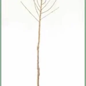 2 Live Moonglow Pear Trees 2-3 Feet Tall – Sweet Yellow-Red Blush Fruit, Live Saplings