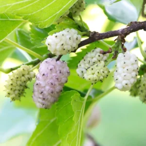 2 Live White Mulberry Trees 2-3 Feet Tall – Sweet Berries, Fast Growing, Free ShippingTrinh-W5-Englishgardensllc