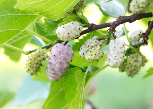 2 Live White Mulberry Trees 2-3 Feet Tall – Sweet Berries, Fast Growing, Free ShippingTrinh-W5-Englishgardensllc